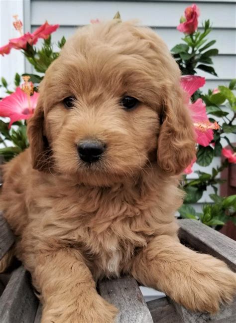 Goldendoodle Puppies Pa