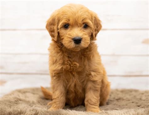 Goldendoodle Puppies Tennessee