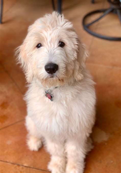 Goldendoodle Puppies Texas For Sale