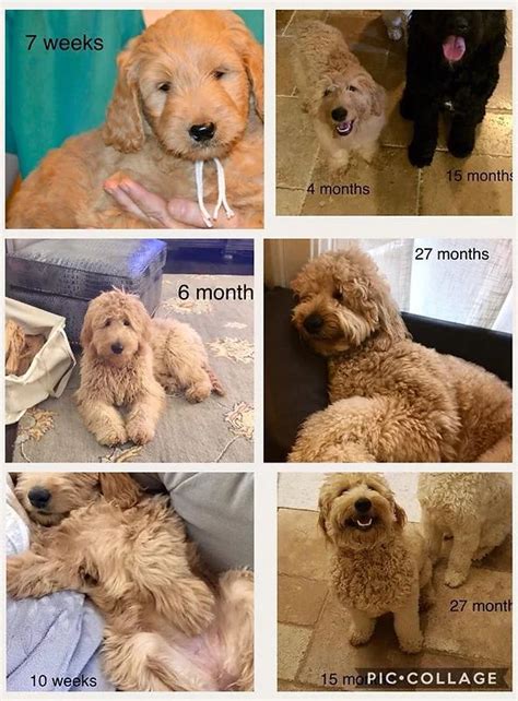 Goldendoodle Puppies Then And Now