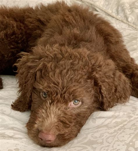 Goldendoodle Puppies With Blue Eyes