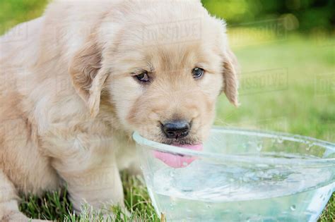 Goldendoodle Puppy Drinks A Lot Of Water