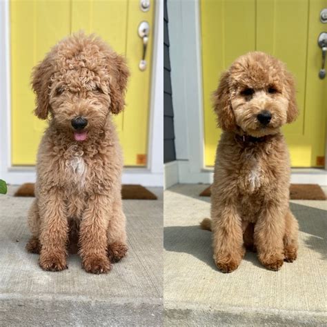 Goldendoodle Puppy First Haircut