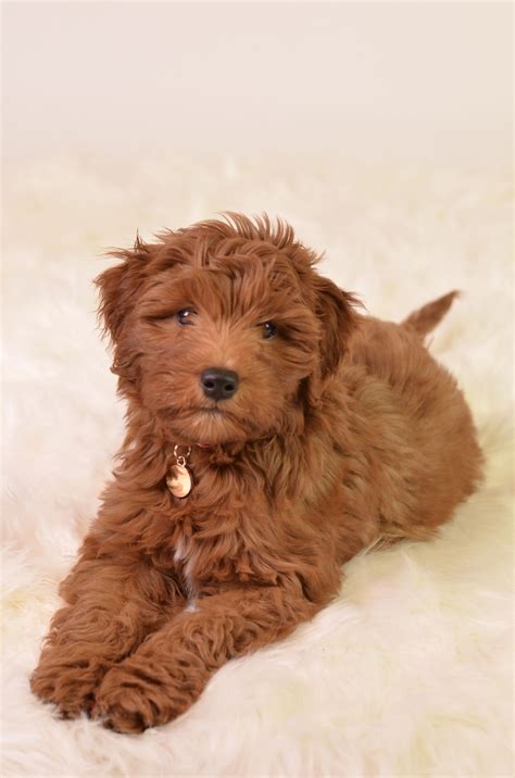 Goldendoodle Puppy Images