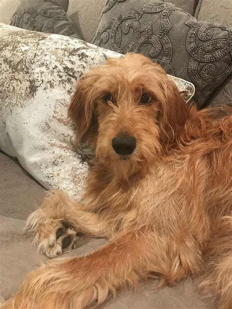 Goldendoodle Puppy Straight Hair