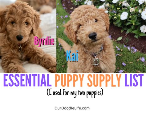 Goldendoodle Puppy Supply List