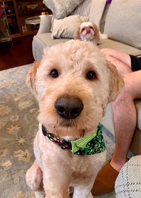 Goldendoodle adoption. Lady Lake, Florida. Breed of your dog: F1bb Traditional Mini Goldendoodle (Poodle mom and F1b Goldendoodle dad) Age of your dog: 3 months (DOB 12/11/2023) … 