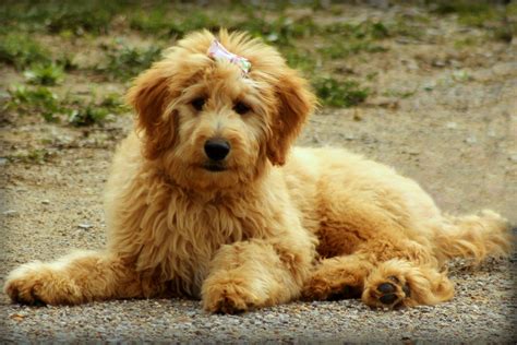 Goldendoodle anual - Diretório de respostas