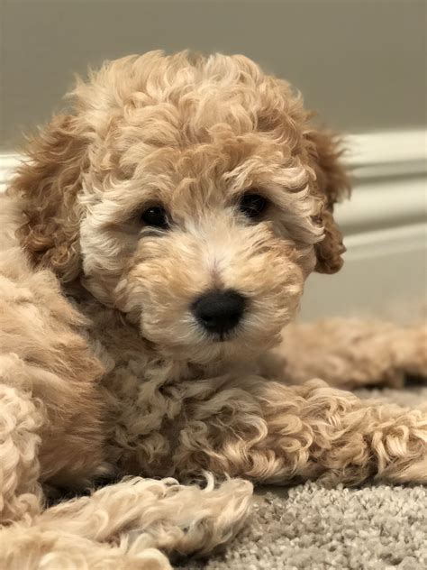 Goldendoodle breeder near me. Basic Info: We currently offer several varieties of Goldendoodles that have become the most sought after crossbreeds. Goldendoodles were originally bred to be low-shed therapy/service dogs. They are most known for their loving temperament, high-intelligence, and low to no shed coats. The puppies all come with their first shot (DAPPv+Cv) and ... 