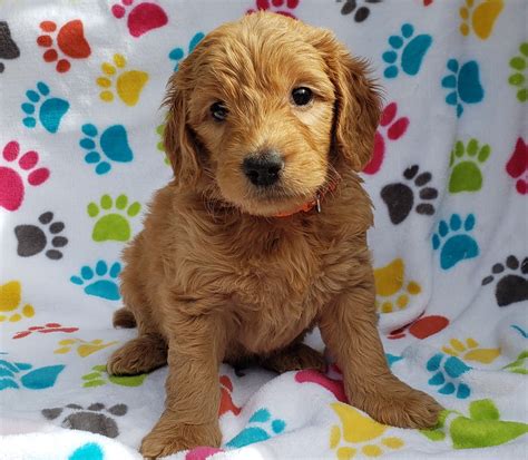 Goldendoodle PUPPY FOR SALE ADN-691982 - Golden doodle puppys. Goldendoodle · Wentzville, MO. Goldendoodle Puppy for Sale in WENTZVILLE, Missouri, 63385 US Nickname: Teddy F1BB Golden doodle puppies. 2 males and 3 females left. Black with white chest. Pups show signs of changing to silver/grey.. 