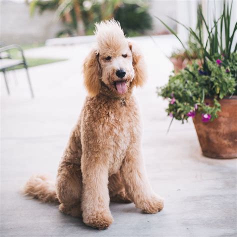 Goldendoodle hairstyles. Goldendoodles — dogs that are a cross between poodles and Golden Retrievers — are one of the most popular breeds available, but what you may not realize is that they come in three ... 