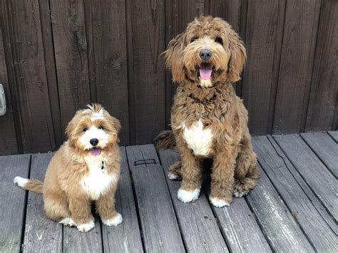 Goldendoodle moms Candy Doodles