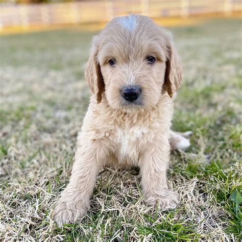 Contact them for more information or to inquire about a labradoodle breed. They are the best Labradoodles breeders in Arizona and are accredited by the Australian labradoodle association. Contact: Gerry. Phone: +1 (207) 712-4368. Email: info@adorabledowneastlabradoodles.com.