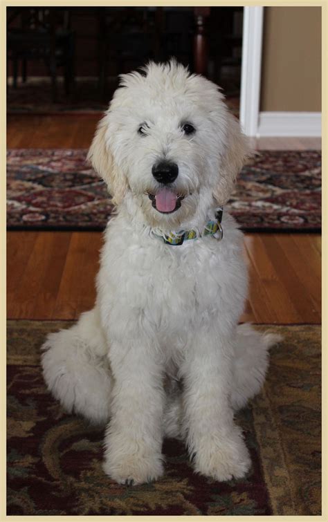 Goldendoodle rescue houston. Things To Know About Goldendoodle rescue houston. 