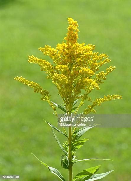 Goldenrod Flower Photos and Premium High Res Pictures - Getty Images