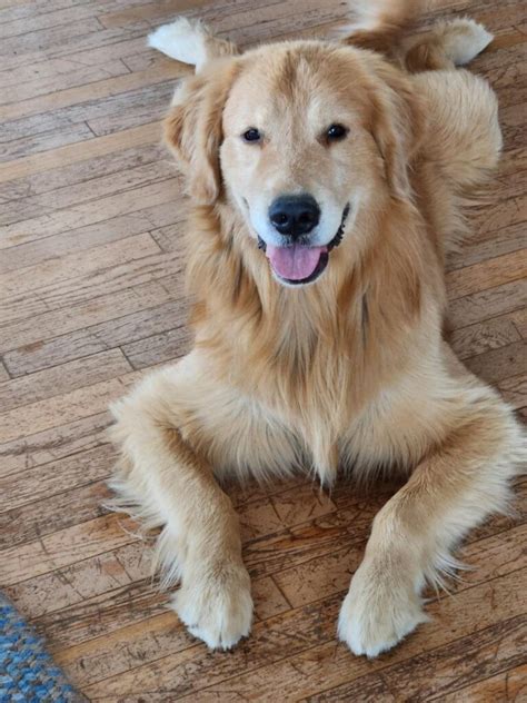 Goldens of country acres. Apr 19, 2024 ... Salt Lake Goldens. 39.3M · recommend-cover ... With your support, we're transitioning 10 acres ... #SomeOtherKindOfLove #DogsOfTikTok #CountryMusic ... 