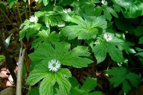 Goldenseal has been long-used by Native Americans to treat a variety of ailments, including respiratory and digestive tract infections, thanks to its natural antibacterial properties. When taken as an herbal supplement, it helps boost the immune system and prevent potential disease. Berberine is an active compound found in goldenseal root that .... 