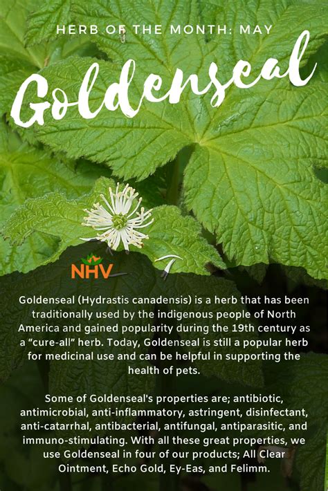 Goldenseal For Pets: Herb Facts, Use, and Safety - NHV Natural Pet ...