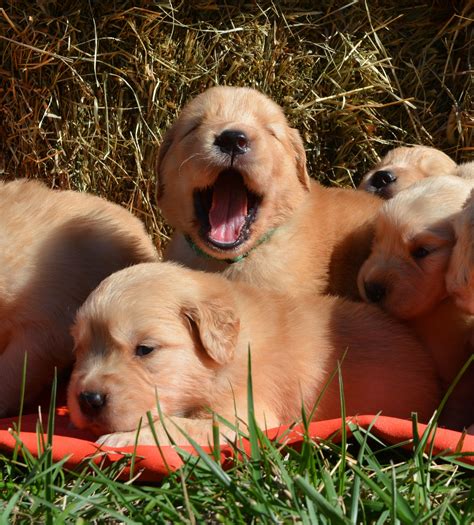 What is the average cost of Golden Retriever puppies in Montclair, NJ? Prices may vary based on the breeder and individual puppy for sale in Montclair, NJ. On Good Dog, Golden Retriever puppies in Montclair, NJ range in price from $3,500 to $3,700. We recommend speaking directly with your breeder to get a better idea of their price range.. 