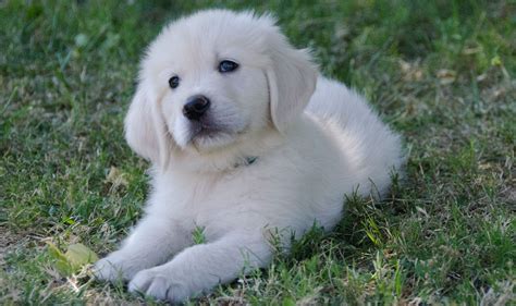 Goldere Halı ve Koltuk Yıkama