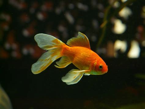 Goldfish Onlyfans Leak