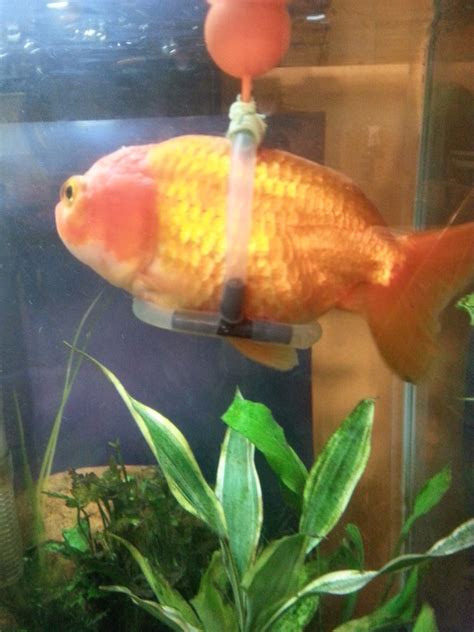 Goldfish Bullying Other Goldfish My Aquarium Club