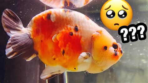 Goldfish Died Suddenly