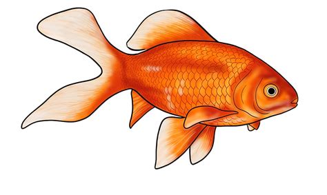 Goldfish Drawing Realistic