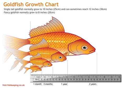 Goldfish Fry Growth Chart