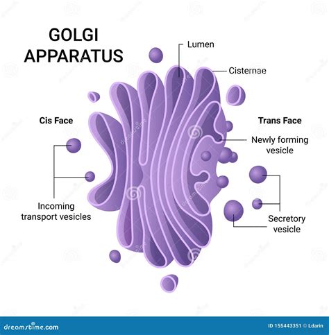 Golgi Complex Drawing