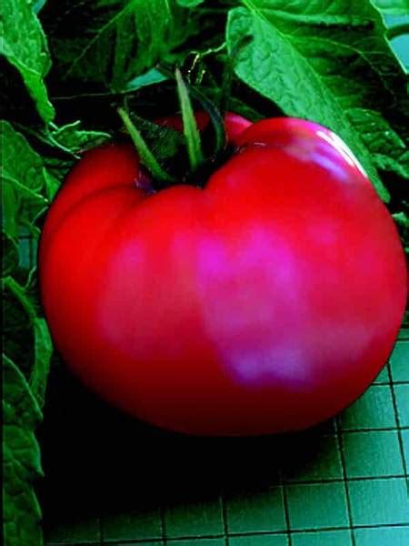 Goliath Original Hybrid VFFNTASt Tomato Seeds