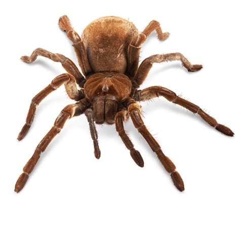 Goliath Spider Facts Goliath Spider Size DK Find Out