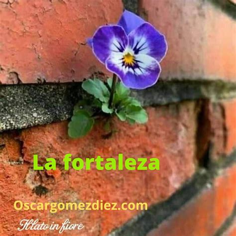 Gomez Oscar Whats App Fortaleza