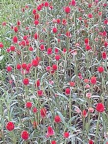 Gomphrena - Wikipedia