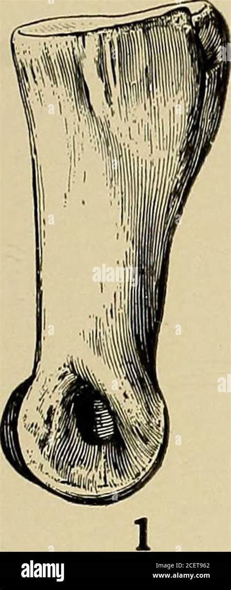 Goniopholis affinis Lull, 1911 - GBIF