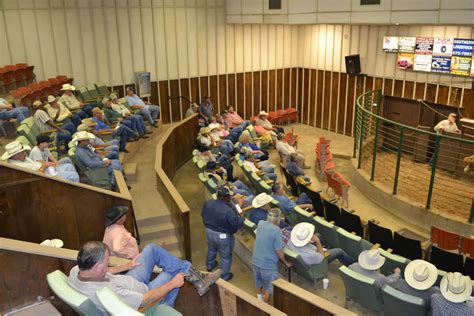 Gonzales livestock market report. Market Report. Wednesday Slaughter Auction ... Every Friday Starting at 9:00 a.m. Special Feeder Cattle Auction Check Report Page For Scheduled Auctions. Special Bred Cow & Heifer Action Check Report Page For Scheduled Auctions ... Can't be at the auction? Watch live at Cattle USA. Click the link to the right to be directed. News & Events. Text ... 