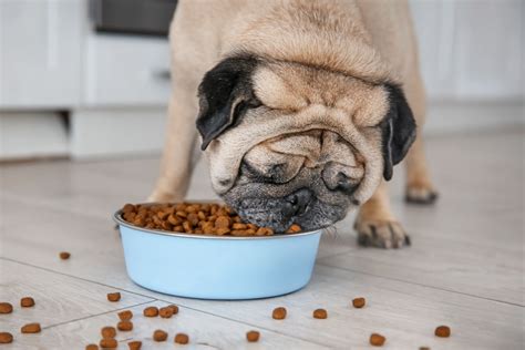 Good Food For Pug Puppies