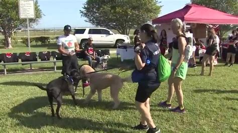 Good Karma Pet Rescue, BSO team up for Runnin’ for Rescues 5K in Pompano Beach
