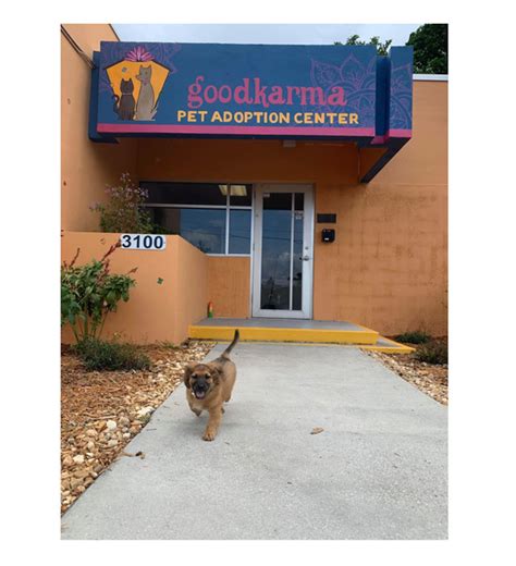 Good Karma Pet Rescue seeks help as AC fails at Pompano Beach adoption center