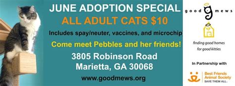 Good Mews Animal Foundation Offers June Adoption Special