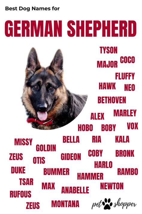 Good Names For A German Shepherd Puppy