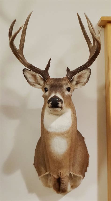 Good deer mounts. Antler Mounts. Travis Smola. This is one of the simplest ways to display one of your deer. Many hunters like this option because you can put together one of these mounts yourself. The one pictured above is a simple one I put together years ago with a mounting kit you can get at any Walmart. 