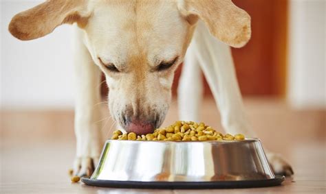 Good food for labs. 1. Royal Canin Labrador Retriever Adult Breed Dry Dog Food – Top Pick. Best Dog Food For Maintaining Ideal Weight For Labs. If you are looking for dog food … 