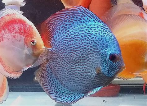 Good joseph live fish store. Somewhat aggressive, this fish should be kept with other fish of similar size. Ctenopoma acutirostre is a bubble-nest builder. Slightly acidic (pH 6.5-7.0), very soft (dH 2-4), and warm water (79-82°F) is necessary for breeding. The fry should be fed live food such as brine shrimp. 