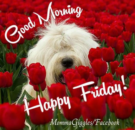 Good morning friyay. Here are Good Morning Friday quotes that you can share with your loved ones to start their day off on a positive note: “Friday, the golden child of the weekdays. The superhero of the workweek. The welcome wagon to the weekend.”. – Unknown. “Happy Friday! May your coffee be strong, and your day short.”. 