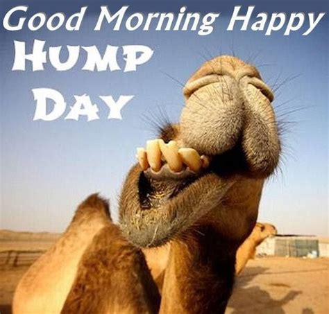 Good morning happy hump day funny images. Funny Good Morning Quotes. Good Morning Funny Pictures. Jacqueline Reeder. Humour. Good Morning Greetings. Good Morning Sunshine. Good Morning Friends. ... Happy Hump Day! pictures, photos & images, to be used on Facebook, Tumblr, Pinterest, Twitter and other websites. DAVID MENDOZA. Quotes. Cute Quotes. Cute Memes. Pictures. 