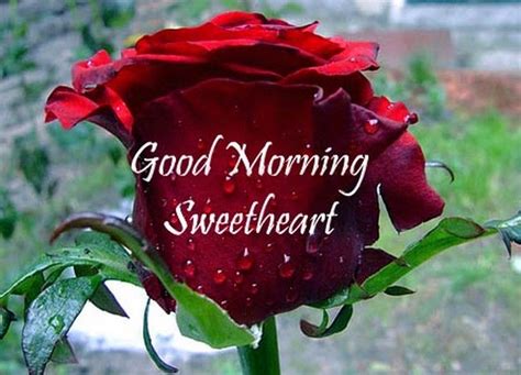 Good morning sweetheart images. With Tenor, maker of GIF Keyboard, add popular Animated Good Morning Emoticons animated GIFs to your conversations. Share the best GIFs now >>> 