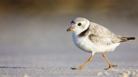 Good news: Plovers in a dangerous time