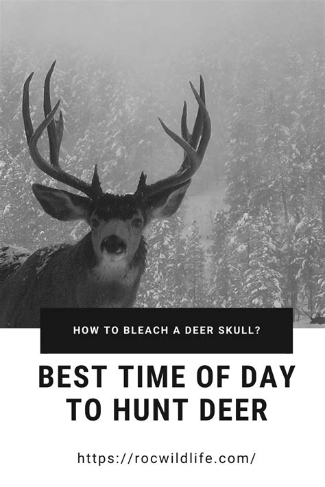 Good times to hunt deer. All of these are excellent times to hunt a stand near a good food sources, or along trail leading to one. Where do deer go when it’s snowing? In light snow, deer will typically bed, feed, and ... 