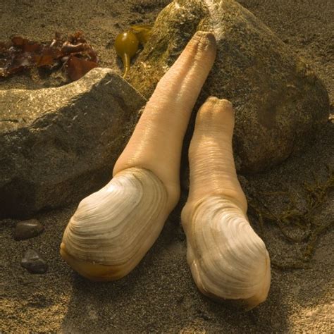 Gooey duck. Geoduck Export to China. The People's Republic of China requires inorganic arsenic testing for geoduck clam imports from the United States. Shellfish growing areas and geoduck harvest tracts are tested annually for inorganic arsenic. Areas that have inorganic arsenic levels below China's allowable limit are cleared for export to China. 